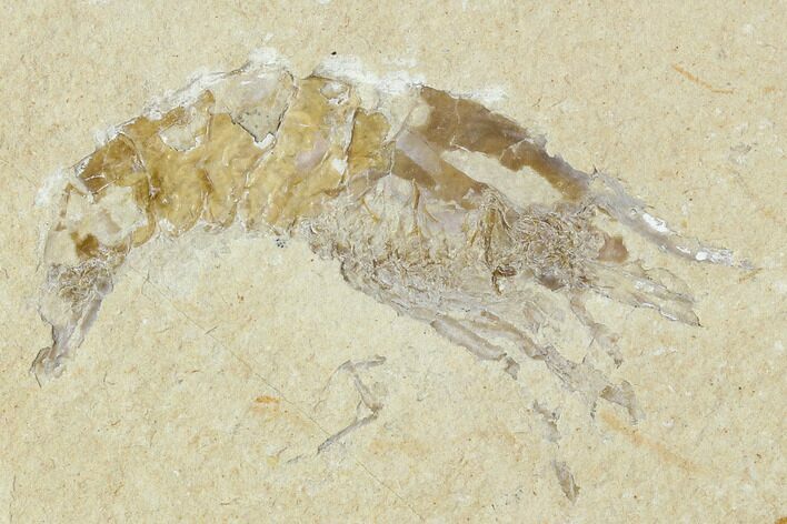 Cretaceous Fossil Shrimp - Lebanon #107668